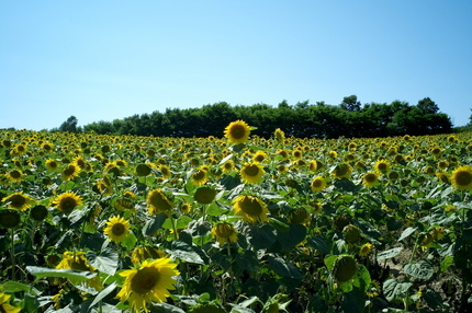 nsunflower.JPG